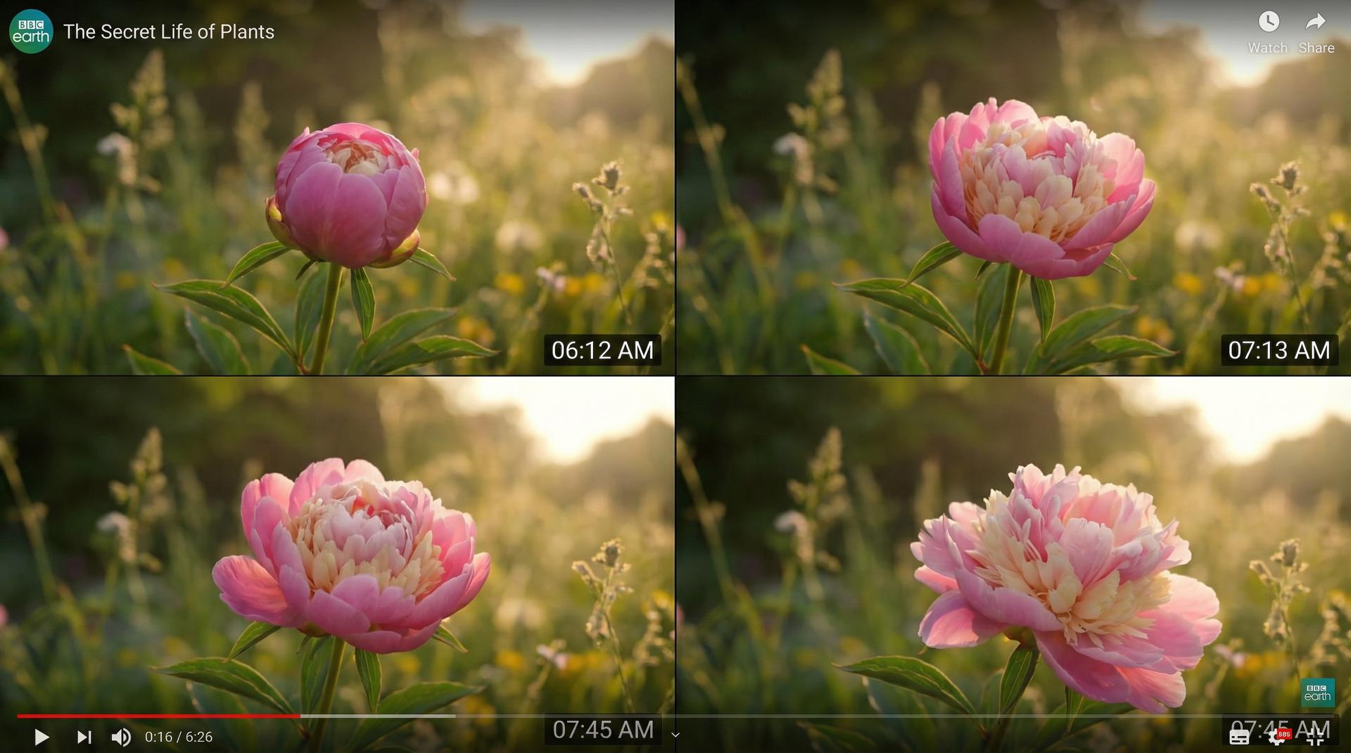 黄色仓库植物视频